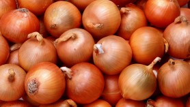 cipolle