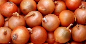cipolle