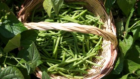 fagiolini