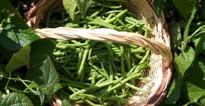 fagiolini