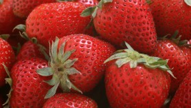 fragole
