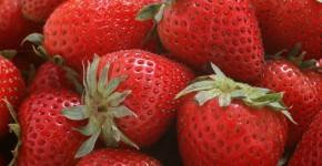 fragole