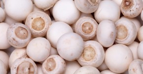funghi