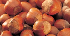 nocciole_corylus_avellana