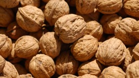 noce_juglans_regia
