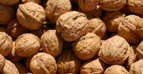 noce_juglans_regia