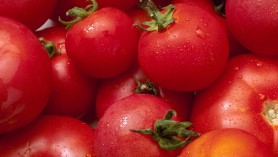 pomodori