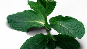 spinaci