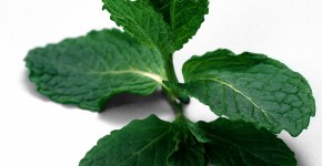 spinaci