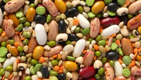 legumes and cereals